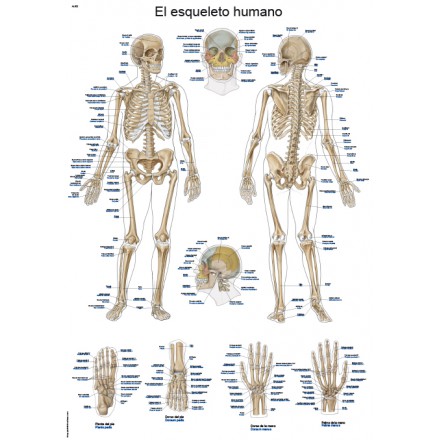 Lehrtafel Es Esqueleto Humano 50x70 Cm Von Erler Zimmer Gmbh